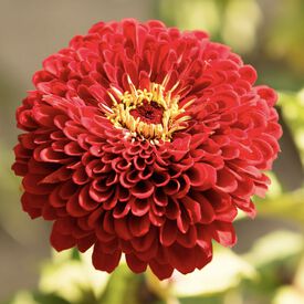 Benary's Giant Scarlet, Zinnia Seeds